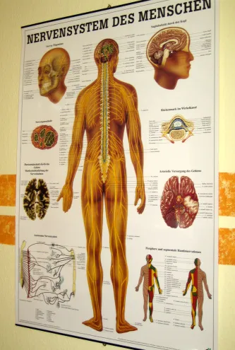 Anatomische Darstellung des Nervensystems